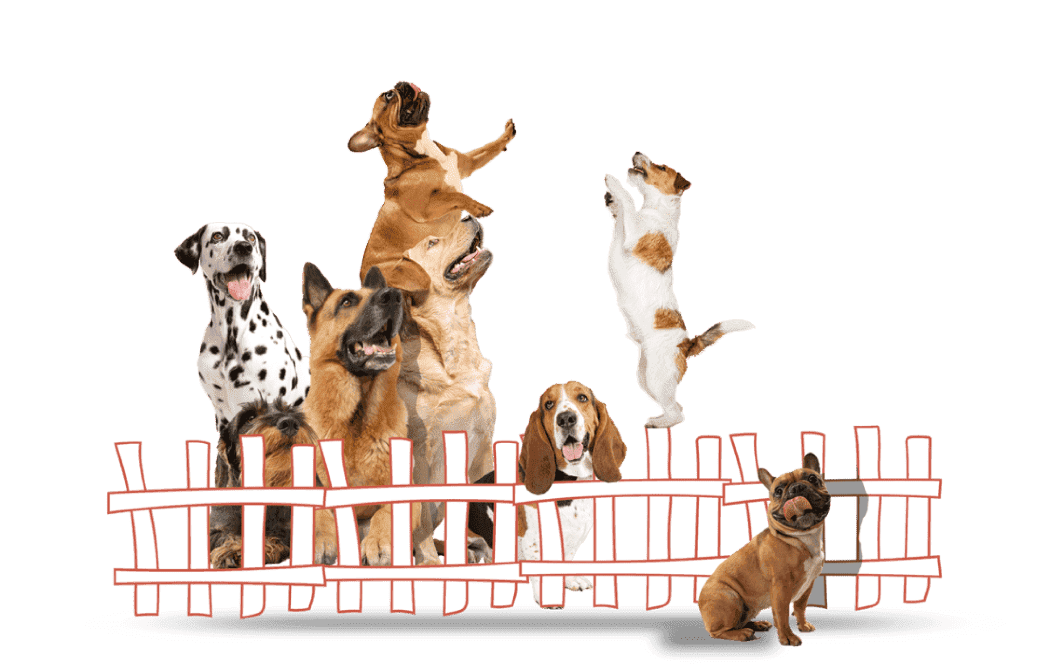 Group of dogs behind a fence