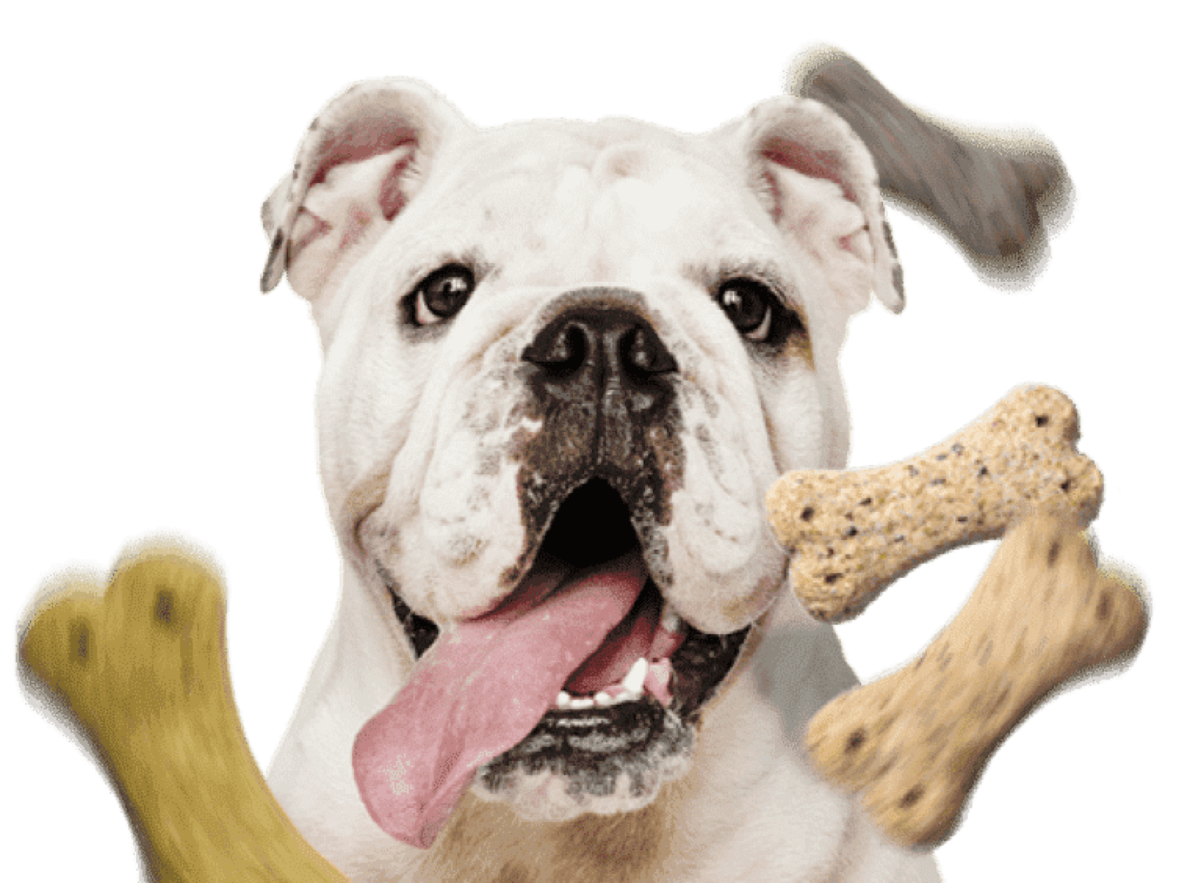 A happy bulldog