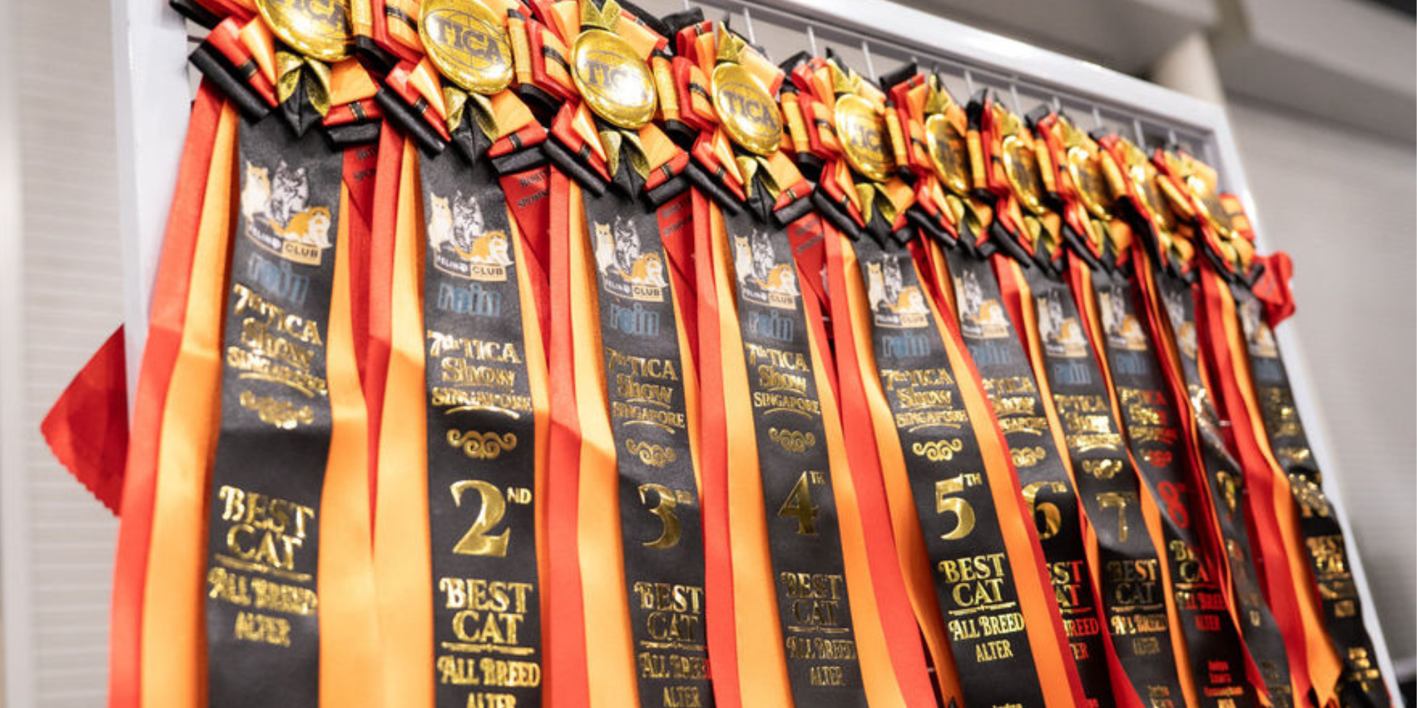 TICA Cat Show Singapore