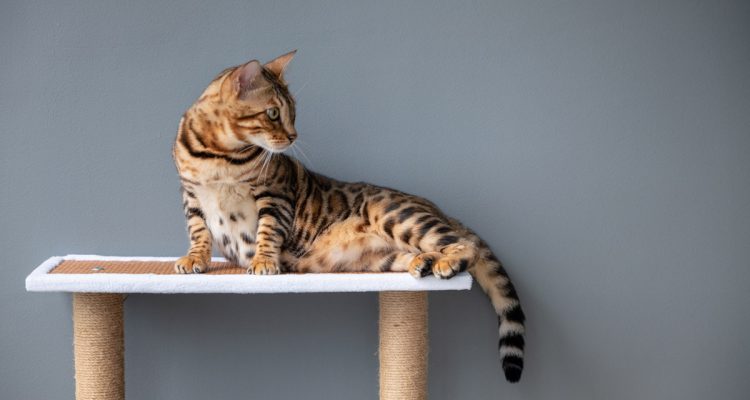 The A-Z of Cat Diets (ft rei_the_rebel_cat!) (1)