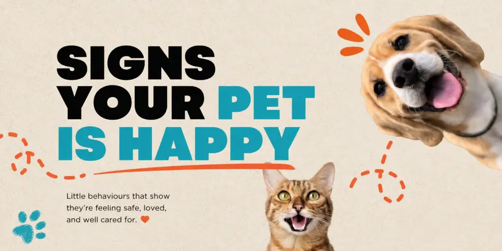 signs of a happy pet, happy and healthy pet, pet wellbeing, healthy pet behavior